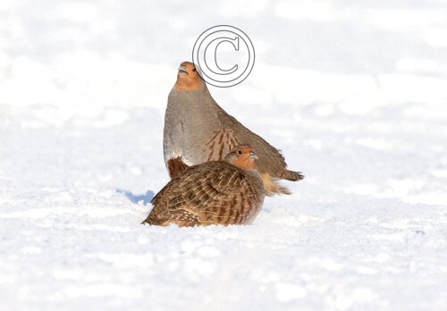 Pair of Grey Partridges in the Snow
